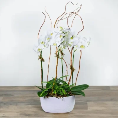 Fifth Avenue Triple Orchid