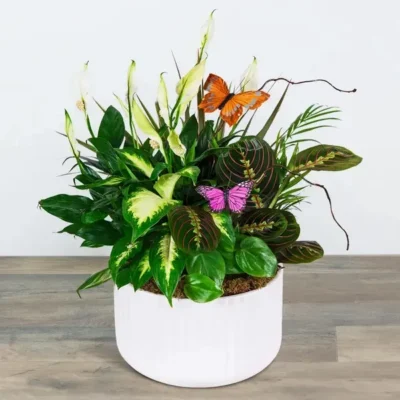 Living Serenity Dish Garden