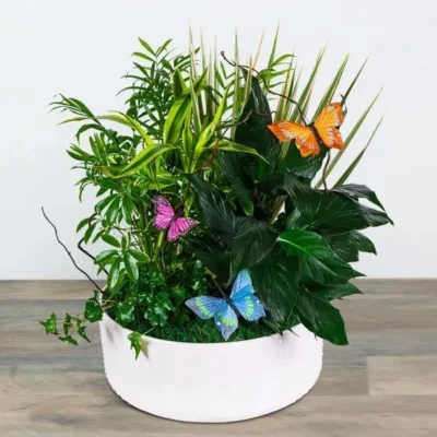 Grande Dish Garden with Butterflies