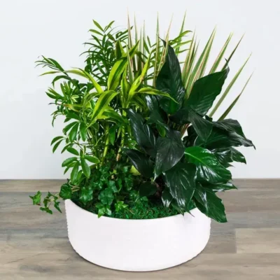 Grande Dish Garden