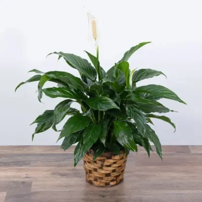 Peace Lily Plant