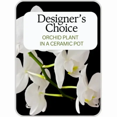 Designer's Choice Orchid Plant