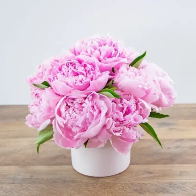 Peony Paradise