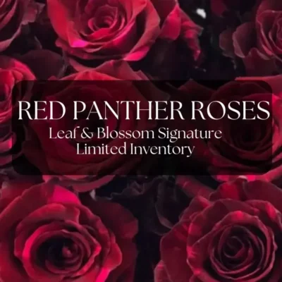 Red Panther Roses